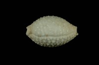 藏品(疙瘩寶螺)的圖片